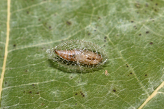 Wockia asperipunctella