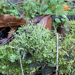 Cladonia fimbriata