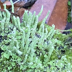 Cladonia fimbriata