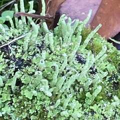 Cladonia fimbriata