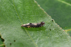 Wockia asperipunctella
