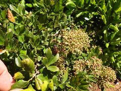 Cissus striata