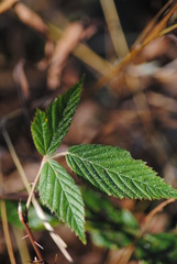 Rubus cuneifolius