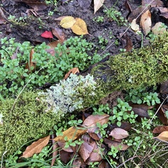 Flavoparmelia caperata