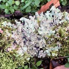 Flavoparmelia caperata