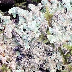 Flavoparmelia caperata