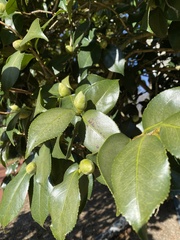 Camellia japonica