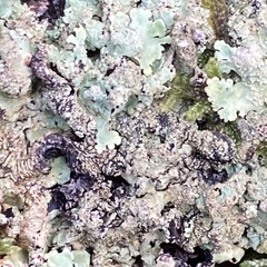 Flavoparmelia caperata