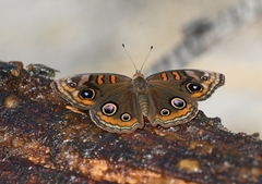 Junonia stemosa
