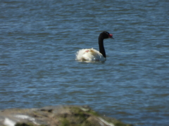 Cygnus melancoryphus