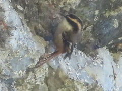 Aphrastura spinicauda