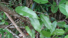 Passiflora venusta