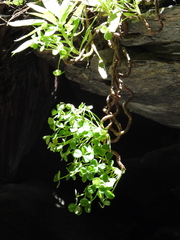 Oxalis megalorrhiza