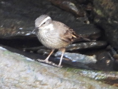 Cinclodes patagonicus