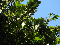 Griselinia scandens