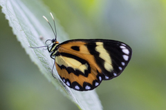 Placidina euryanassa