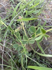 Crotalaria lotoides