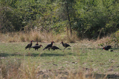 Bucorvus leadbeateri