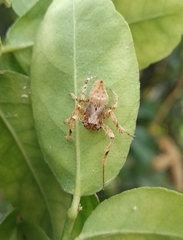 Eriophora edax