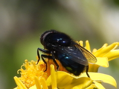 Copestylum nigripes