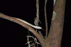 Dendrelaphis pictus