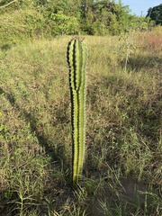 Pachycereus pecten-aboriginum