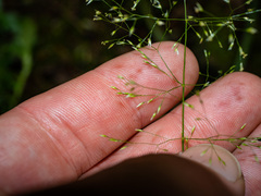 Agrostis perennans