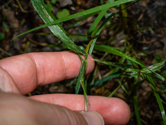 Agrostis perennans