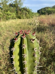 Pachycereus pecten-aboriginum