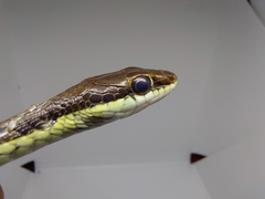 Dendrelaphis pictus