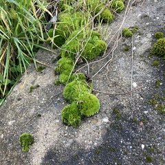 Orthotrichum anomalum