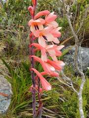 Watsonia tabularis