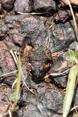 Minervarya rufescens