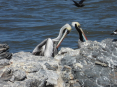 Pelecanus thagus