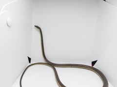 Dendrelaphis pictus
