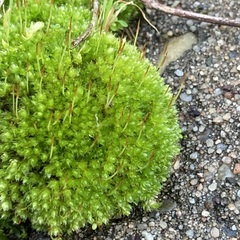 Orthotrichum anomalum