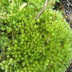 Orthotrichum anomalum