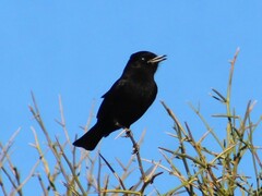 Knipolegus aterrimus