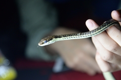 Dendrelaphis pictus