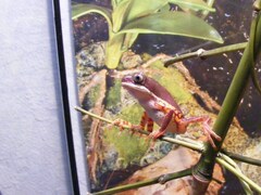 Pithecopus hypochondrialis