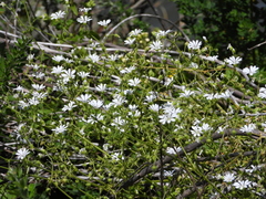 Stellaria chilensis