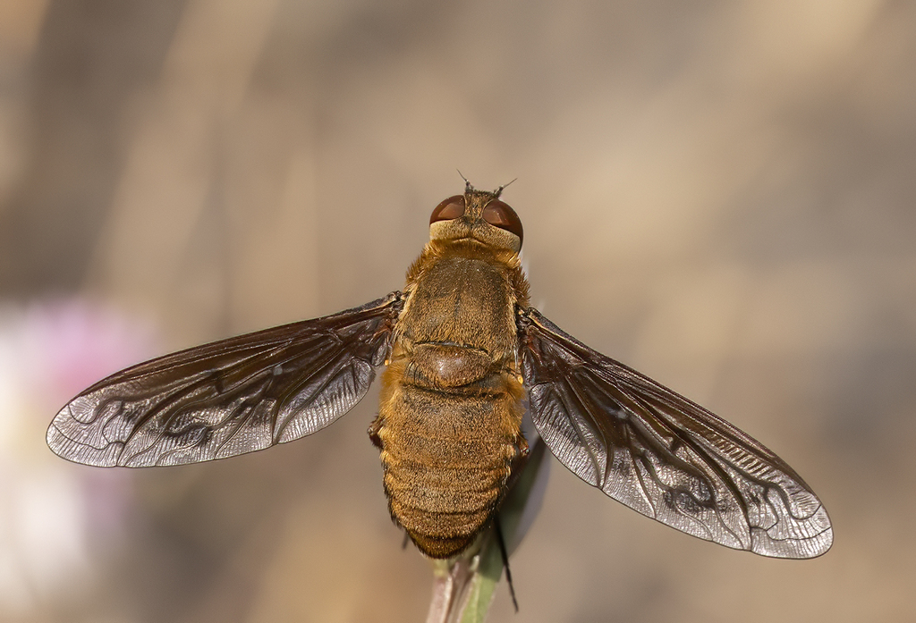 Heteralonia lateralis