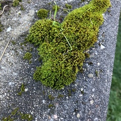 Orthotrichum anomalum