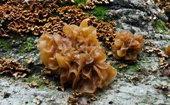 Phaeotremella foliacea