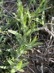 Wahlenbergia virgata
