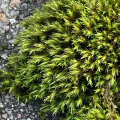 Orthotrichum anomalum