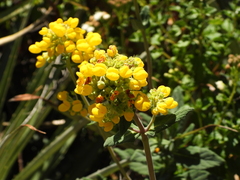 Calceolaria integrifolia