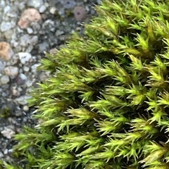 Orthotrichum anomalum