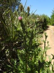 Carduus pycnocephalus