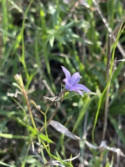 Wahlenbergia virgata